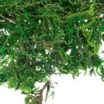 Casa si Gradina - Decoratiuni - Decoratiuni de sezon - Iarba decorativa craciun, 30g, verde - Infinity.ro