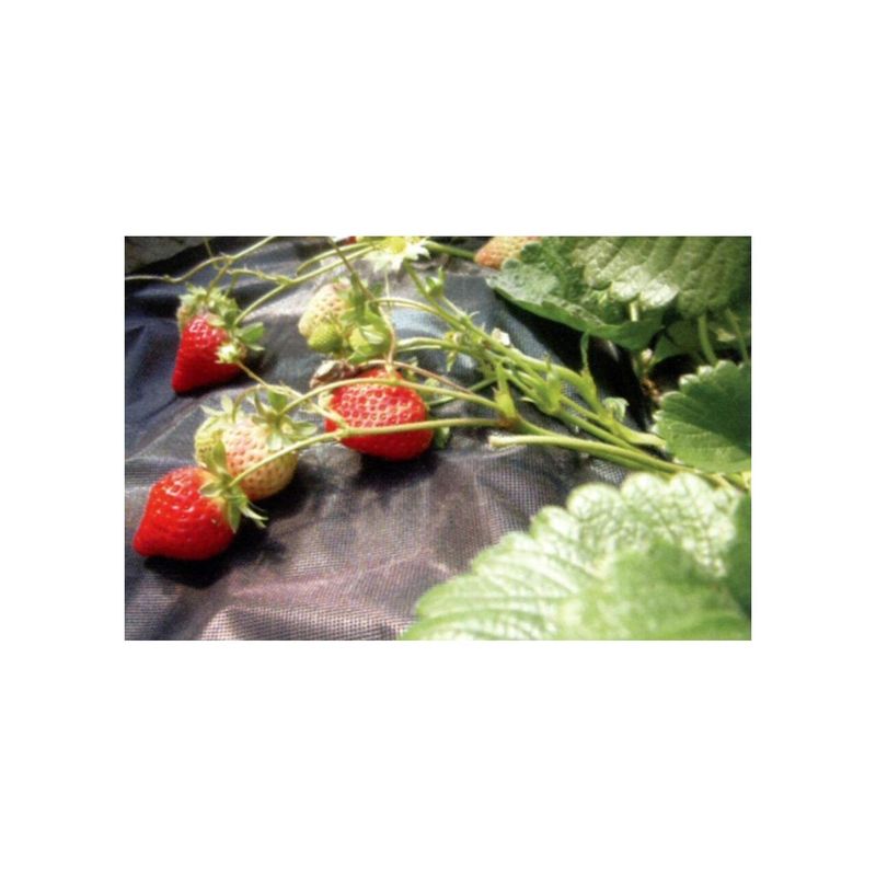 Casa si Gradina - Gradinarit si plante - Sere si solarii - Folie antiburuieni, netesuta, neagra, 50 g/m2, 1.6x10 m - Infinity.ro