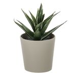 Casa si Gradina - Decoratiuni - Obiecte decorative - Plante artificiale - Ghiveci decorativ cactus artificial,  6 x 8.5 cm, culoare taupe, material plastic - Infinity.ro