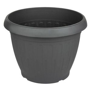 Casa si Gradina - Gradinarit si plante - Plante si ghivece - Infinity.ro