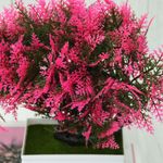 Casa si Gradina - Decoratiuni - Obiecte decorative - Plante artificiale - Bonsai decorativ artificial in ghiveci, Roz, 28 cm, MCT-18K99R - Infinity.ro