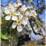 Market - Bacanie - Dulceata, miere si crema tartinabila - Pachet 1 Borcan miere poliflora 750 g + 1 Borcan faguri miere poliflora 750 g, Show Bazzz - Infinity.ro