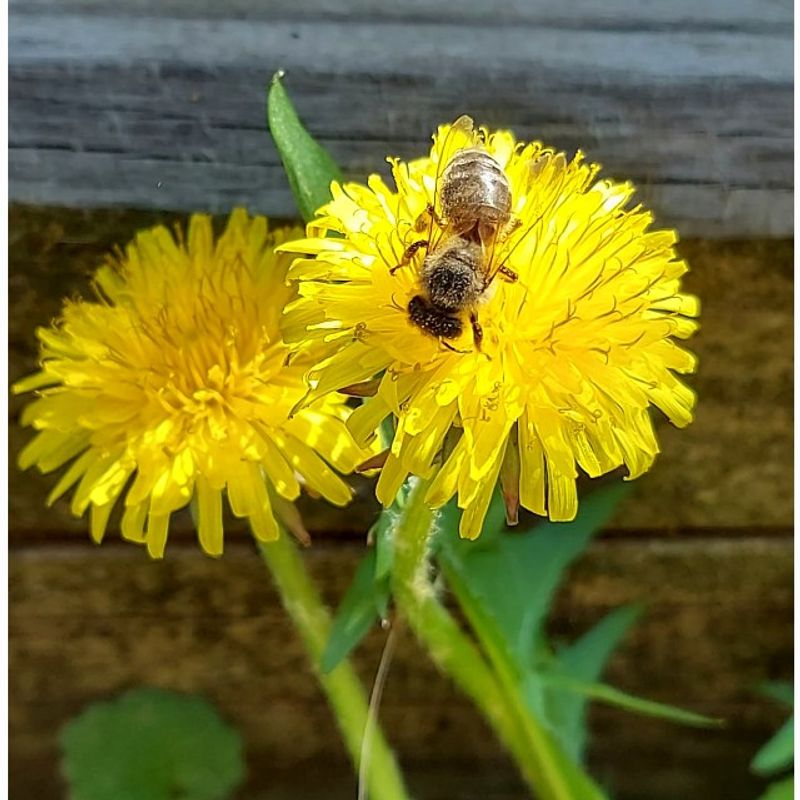 Market - Bacanie - Dulceata, miere si crema tartinabila - Borcanas tip amfora cu miere si mix de seminte, 140 grame, Show Bazzz - Infinity.ro
