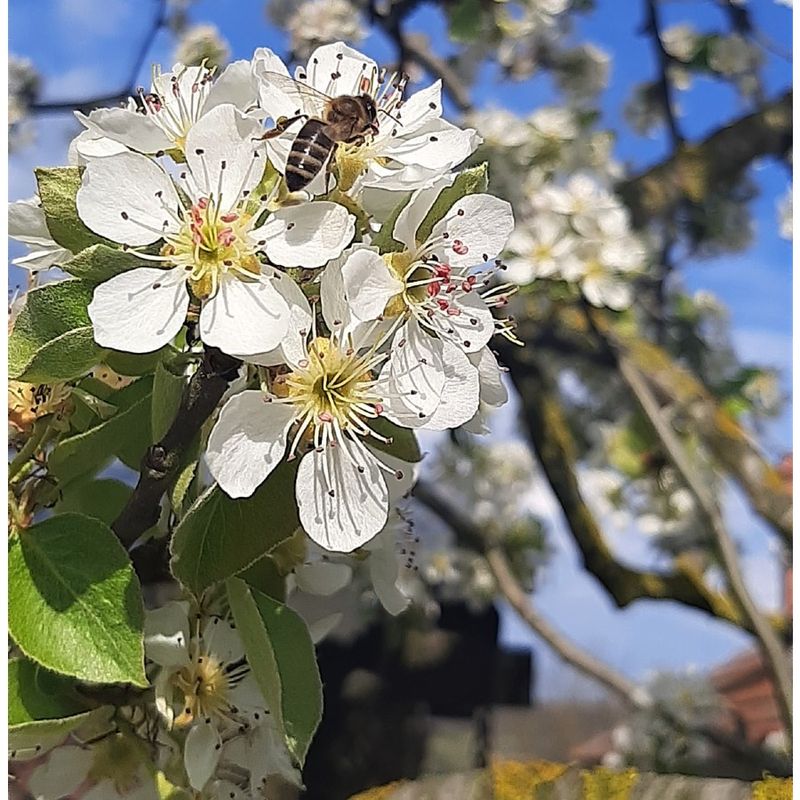 Market - Bacanie - Dulceata, miere si crema tartinabila - Pachet 1 Borcan miere tei 750 g + 1 Borcan miere poliflora 750 g, Show Bazzz - Infinity.ro