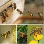 Market - Bacanie - Dulceata, miere si crema tartinabila - Pachet 1 Borcan miere tei 750 g + 1 Borcan miere poliflora 750 g, Show Bazzz - Infinity.ro