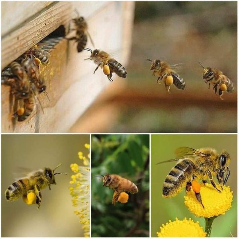 Market - Bacanie - Dulceata, miere si crema tartinabila - Pachet 1 Borcan miere tei 750 g + 1 Borcan miere poliflora 750 g, Show Bazzz - Infinity.ro