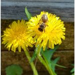 Market - Bacanie - Dulceata, miere si crema tartinabila - Borcanas cu miere in forma de steluta, 100 g, Show Bazzz - Infinity.ro