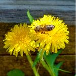 Market - Bacanie - Dulceata, miere si crema tartinabila - Pachet 1 Borcan miere tei 750 g + 1 Borcan faguri in miere tei 750 g + 1 caserola polen poliflor 200g, Show Bazzz - Infinity.ro