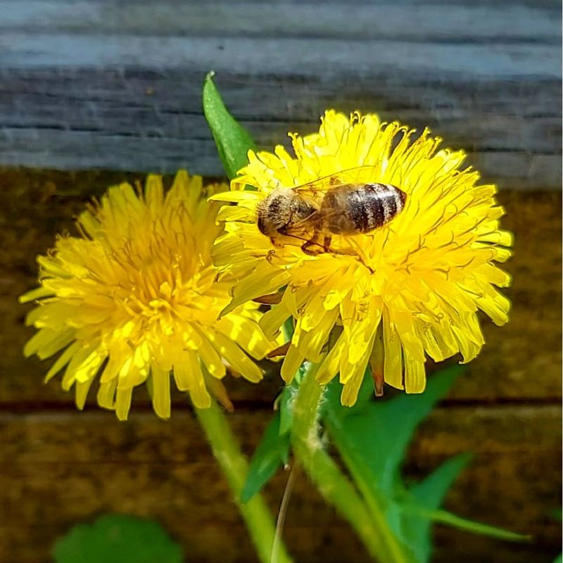 Market - Bacanie - Dulceata, miere si crema tartinabila - Pachet 1 Borcan miere tei 750 g + 1 Borcan faguri in miere tei 750 g + 1 caserola polen poliflor 200g, Show Bazzz - Infinity.ro