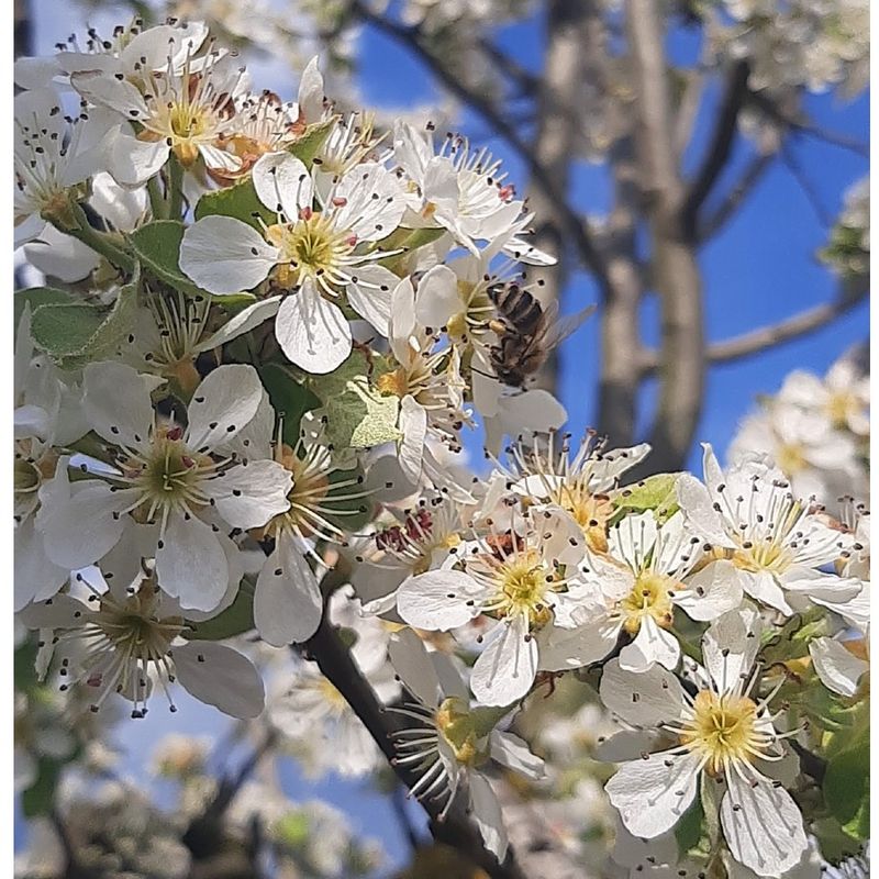 Market - Bacanie - Produse dietetice si naturiste - Polen poliflor natural, crud, 500 g, Show Bazzz - Infinity.ro