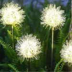 Casa si Gradina - Corpuri si surse de iluminat - Iluminat exterior - Lampi solare - Decoratiune Exterior Lampa cu Senzor Lumina si Miscare, Lumini Cu Incarcare Solara, Model Papadie Din Aluminiu, Eficienta Energetica Ridicata, Argintie, Ideala Gradina, Terasa, Argintie - Infinity.ro