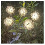 Casa si Gradina - Corpuri si surse de iluminat - Iluminat exterior - Lampi solare - Decoratiune Exterior Lampa cu Senzor Lumina si Miscare, Lumini Cu Incarcare Solara, Model Papadie Din Aluminiu, Eficienta Energetica Ridicata, Argintie, Ideala Gradina, Terasa, Argintie - Infinity.ro