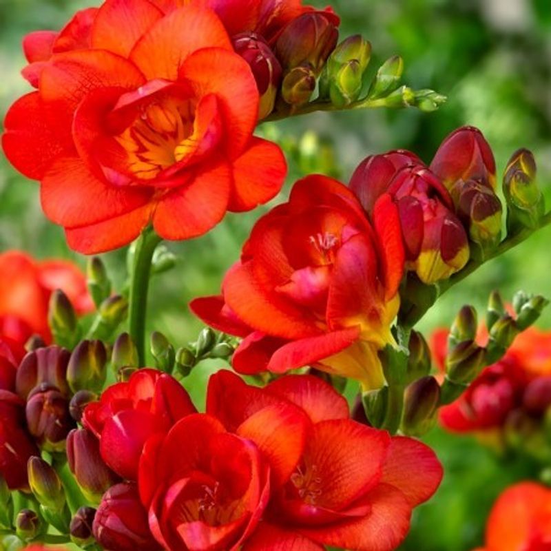 Casa si Gradina - Gradinarit si plante - Plante si ghivece - Bulbi, seminte si rasaduri - Bulbi Freesia, Floare Dubla Red, Rosu, 5/6, 10 bulbi - Infinity.ro