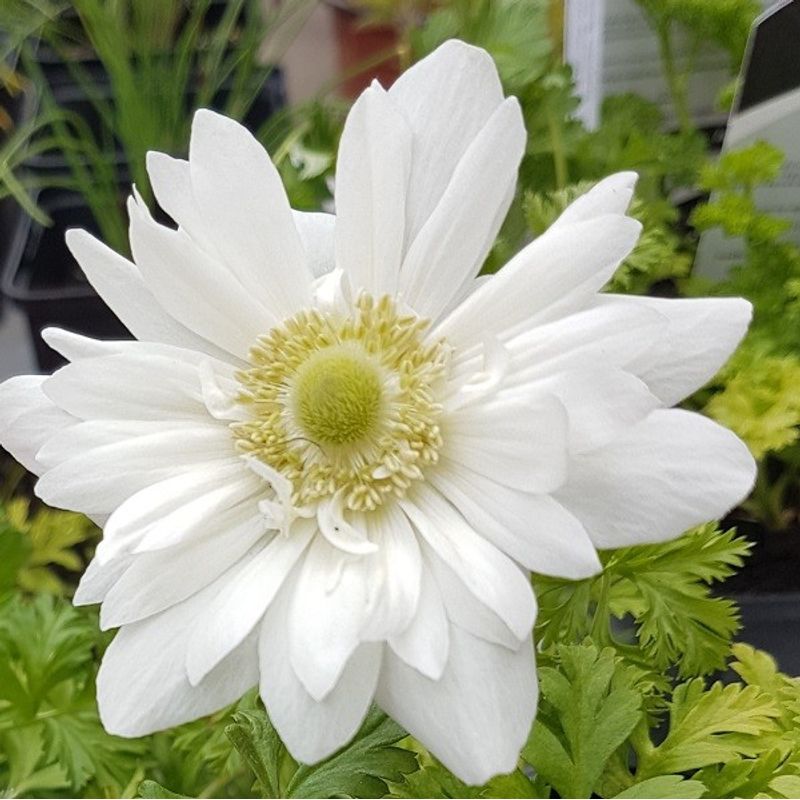 Casa si Gradina - Gradinarit si plante - Plante si ghivece - Bulbi, seminte si rasaduri - Bulbi Anemone, Coronaria Mount Everest, Alb, 5/6, 10 bulbi - Infinity.ro