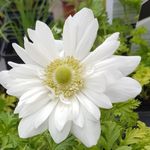 Casa si Gradina - Gradinarit si plante - Plante si ghivece - Bulbi, seminte si rasaduri - Bulbi Anemone, Coronaria Mount Everest, Alb, 5/6, 10 bulbi - Infinity.ro