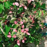 Casa si Gradina - Gradinarit si plante - Plante si ghivece - Bulbi, seminte si rasaduri - Hortensie, Hydrangea Hydrangeoides Roseum, ghiveci 2 litri - Infinity.ro