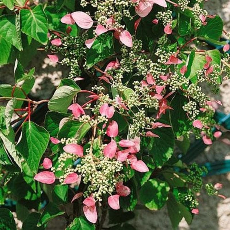 Casa si Gradina - Gradinarit si plante - Plante si ghivece - Bulbi, seminte si rasaduri - Hortensie, Hydrangea Hydrangeoides Roseum, ghiveci 2 litri - Infinity.ro