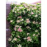 Casa si Gradina - Gradinarit si plante - Plante si ghivece - Bulbi, seminte si rasaduri - Hortensie, Hydrangea Hydrangeoides Roseum, ghiveci 2 litri - Infinity.ro