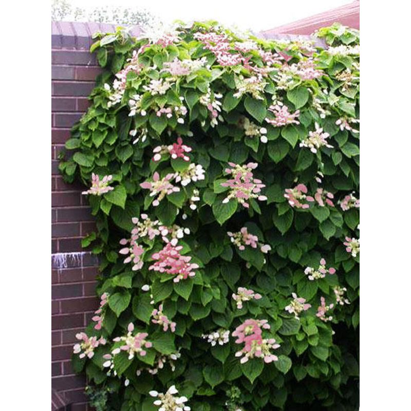 Casa si Gradina - Gradinarit si plante - Plante si ghivece - Bulbi, seminte si rasaduri - Hortensie, Hydrangea Hydrangeoides Roseum, ghiveci 2 litri - Infinity.ro