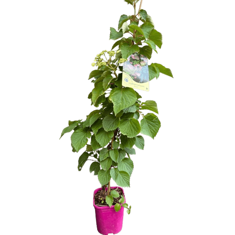 Casa si Gradina - Gradinarit si plante - Plante si ghivece - Bulbi, seminte si rasaduri - Hortensie, Hydrangea Hydrangeoides Roseum, ghiveci 2 litri - Infinity.ro