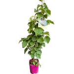 Casa si Gradina - Gradinarit si plante - Plante si ghivece - Bulbi, seminte si rasaduri - Hortensie, Hydrangea Hydrangeoides Roseum, ghiveci 2 litri - Infinity.ro