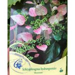 Casa si Gradina - Gradinarit si plante - Plante si ghivece - Bulbi, seminte si rasaduri - Hortensie, Hydrangea Hydrangeoides Roseum, ghiveci 2 litri - Infinity.ro