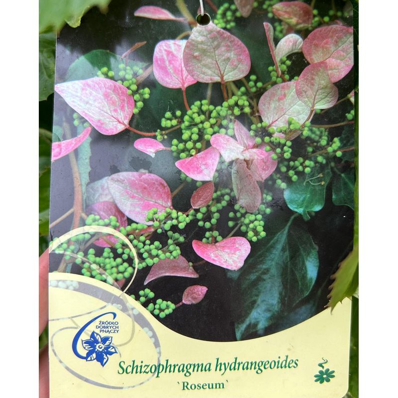 Casa si Gradina - Gradinarit si plante - Plante si ghivece - Bulbi, seminte si rasaduri - Hortensie, Hydrangea Hydrangeoides Roseum, ghiveci 2 litri - Infinity.ro