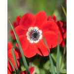 Casa si Gradina - Gradinarit si plante - Plante si ghivece - Bulbi, seminte si rasaduri - Bulbi Anemone, Coronaria Hollandia, Rosu, 5/6, 10 bulbi - Infinity.ro