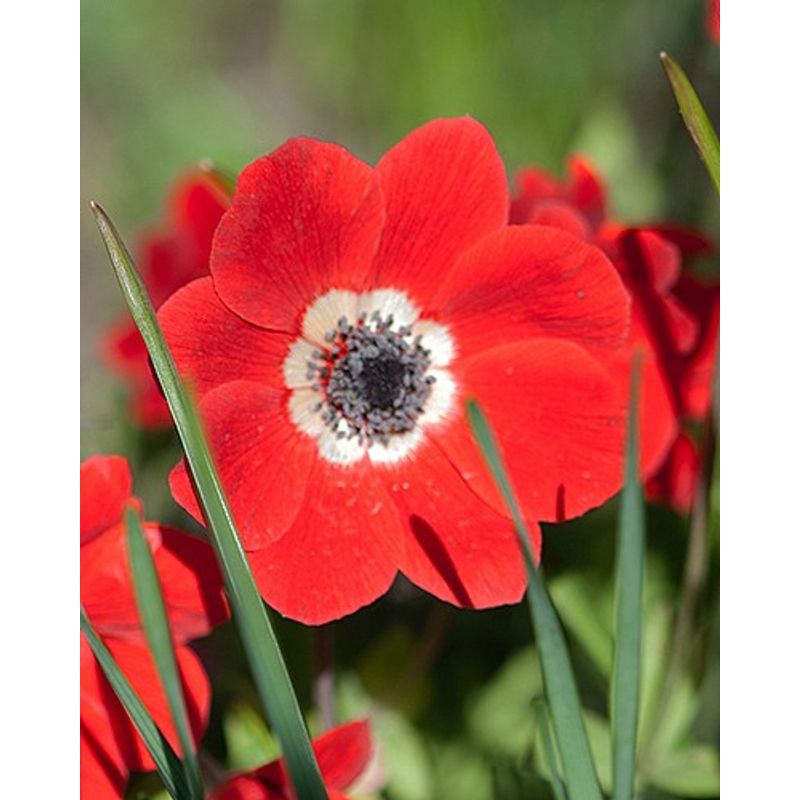 Casa si Gradina - Gradinarit si plante - Plante si ghivece - Bulbi, seminte si rasaduri - Bulbi Anemone, Coronaria Hollandia, Rosu, 5/6, 10 bulbi - Infinity.ro