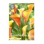 Casa si Gradina - Gradinarit si plante - Plante si ghivece - Bulbi, seminte si rasaduri - Bulb Cala Mango – Zantedeschia Mango, 1 bucata - Infinity.ro