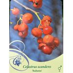 Casa si Gradina - Gradinarit si plante - Plante si ghivece - Bulbi, seminte si rasaduri - Planta Vita Americana, Celastrus Scandens Bailumn, ghiveci 2 litri - Infinity.ro