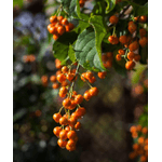 Casa si Gradina - Gradinarit si plante - Plante si ghivece - Bulbi, seminte si rasaduri - Planta Vita Americana, Celastrus Scandens Bailumn, ghiveci 2 litri - Infinity.ro