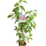 Casa si Gradina - Gradinarit si plante - Plante si ghivece - Bulbi, seminte si rasaduri - Planta Vita Americana, Celastrus Scandens Bailumn, ghiveci 2 litri - Infinity.ro