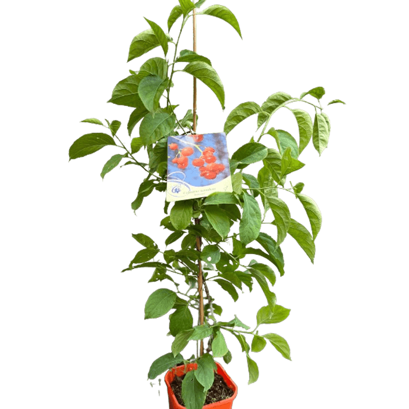 Casa si Gradina - Gradinarit si plante - Plante si ghivece - Bulbi, seminte si rasaduri - Planta Vita Americana, Celastrus Scandens Bailumn, ghiveci 2 litri - Infinity.ro