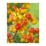 Casa si Gradina - Gradinarit si plante - Plante si ghivece - Bulbi, seminte si rasaduri - Planta Vita Americana, Celastrus Scandens Bailumn, ghiveci 2 litri - Infinity.ro