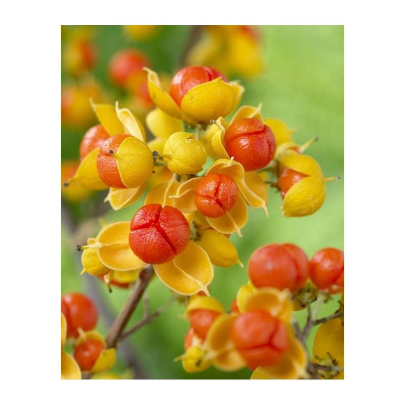 Casa si Gradina - Gradinarit si plante - Plante si ghivece - Bulbi, seminte si rasaduri - Planta Vita Americana, Celastrus Scandens Bailumn, ghiveci 2 litri - Infinity.ro