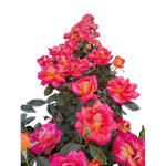 Casa si Gradina - Gradinarit si plante - Plante si ghivece - Bulbi, seminte si rasaduri - Trandafiri Two Color, radacina nuda - Infinity.ro