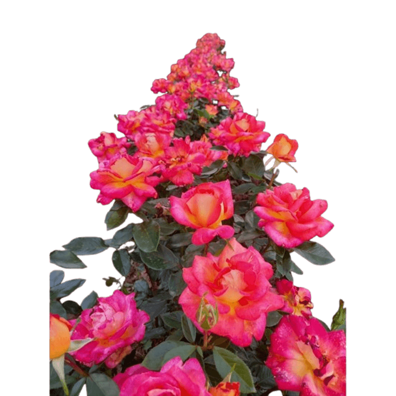 Casa si Gradina - Gradinarit si plante - Plante si ghivece - Bulbi, seminte si rasaduri - Trandafiri Two Color, radacina nuda - Infinity.ro