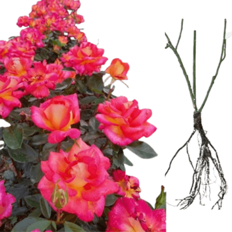 Casa si Gradina - Gradinarit si plante - Plante si ghivece - Bulbi, seminte si rasaduri - Trandafiri Two Color, radacina nuda - Infinity.ro