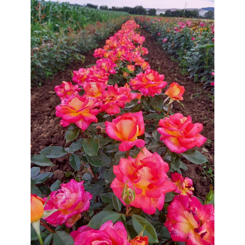 Casa si Gradina - Gradinarit si plante - Plante si ghivece - Bulbi, seminte si rasaduri - Trandafiri Two Color, radacina nuda - Infinity.ro