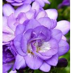 Casa si Gradina - Gradinarit si plante - Plante si ghivece - Bulbi, seminte si rasaduri - Bulbi Freesia, Floare Dubla Purple, Violet, 5/6, 10 bulbi - Infinity.ro