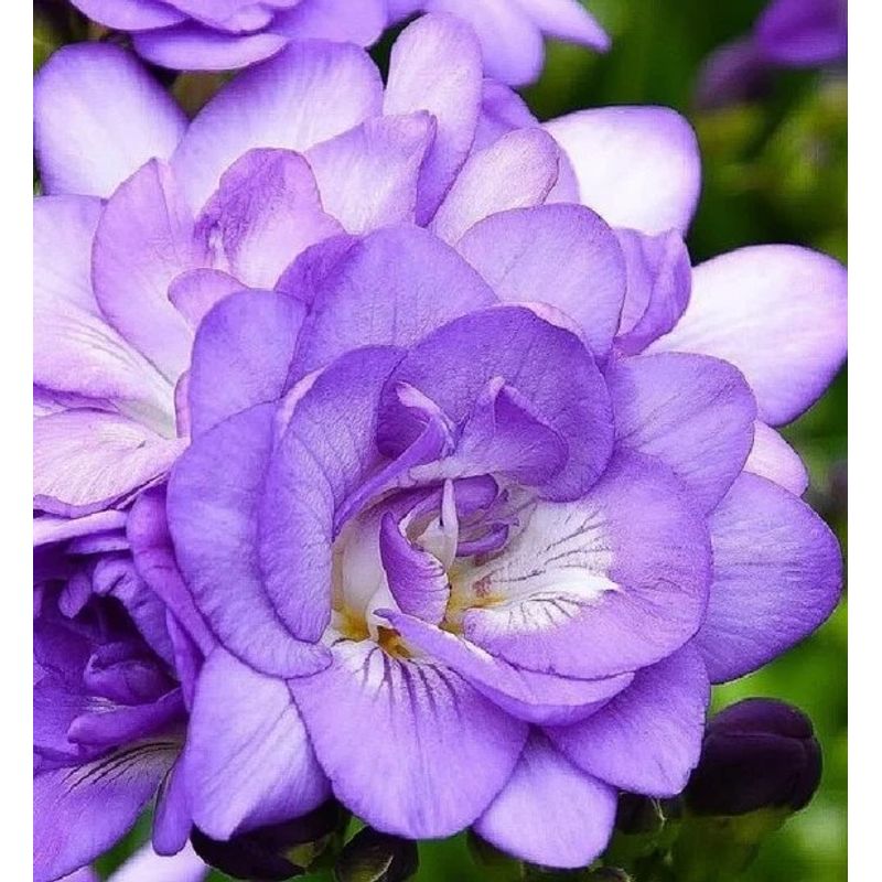 Casa si Gradina - Gradinarit si plante - Plante si ghivece - Bulbi, seminte si rasaduri - Bulbi Freesia, Floare Dubla Purple, Violet, 5/6, 10 bulbi - Infinity.ro