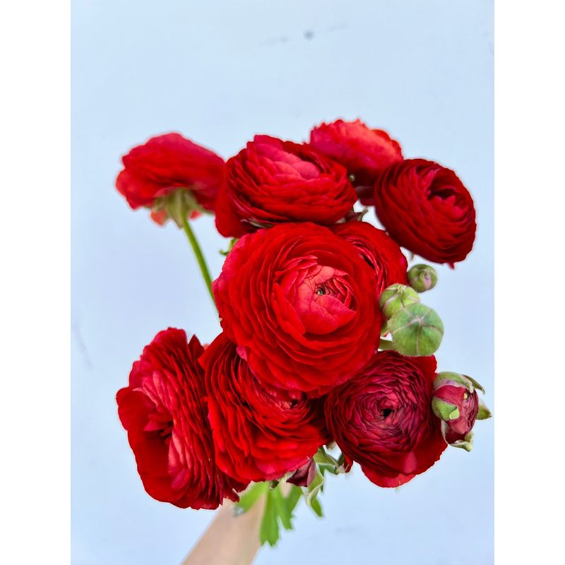 Casa si Gradina - Gradinarit si plante - Plante si ghivece - Bulbi, seminte si rasaduri - Bulbi Piciorul Cocosului Ranunculus, Red, Rosu, 10/+, 5 bulbi - Infinity.ro