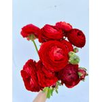 Casa si Gradina - Gradinarit si plante - Plante si ghivece - Bulbi, seminte si rasaduri - Bulbi Piciorul Cocosului Ranunculus, Red, Rosu, 10/+, 5 bulbi - Infinity.ro