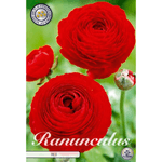Casa si Gradina - Gradinarit si plante - Plante si ghivece - Bulbi, seminte si rasaduri - Bulbi, Ranunculus rosu, 10 buc, 35 g - Infinity.ro