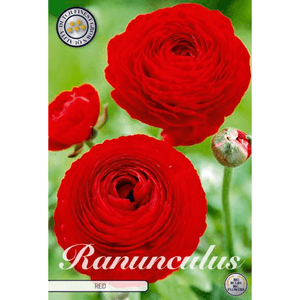 Casa si Gradina - Gradinarit si plante - Plante si ghivece - Infinity.ro