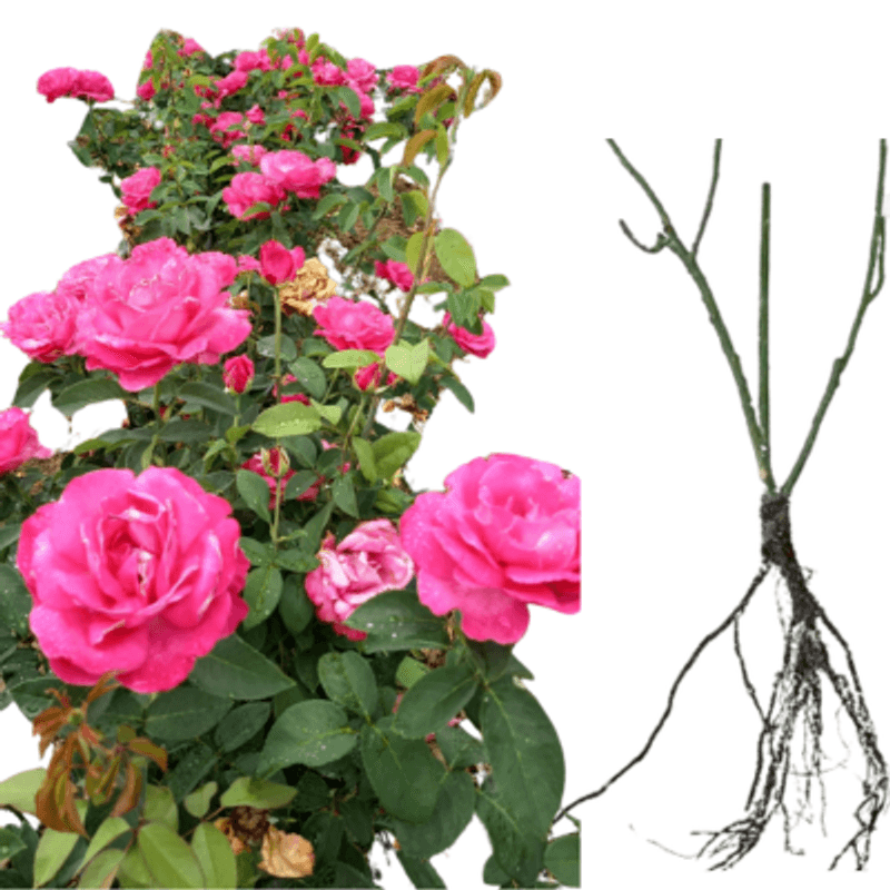 Casa si Gradina - Gradinarit si plante - Plante si ghivece - Bulbi, seminte si rasaduri - Trandafiri Caprice, radacina nuda - Infinity.ro