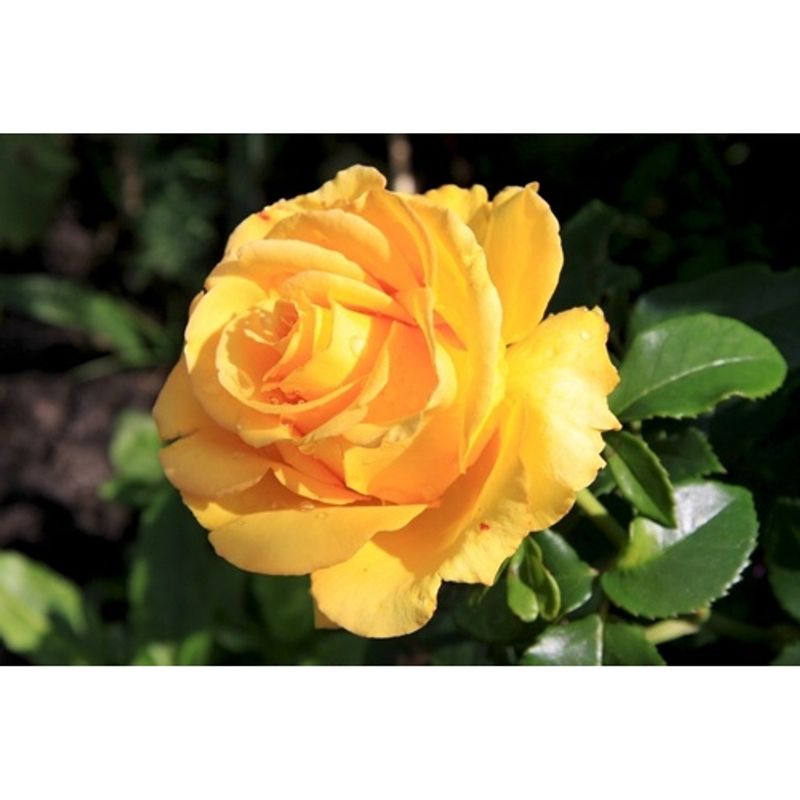 Casa si Gradina - Gradinarit si plante - Plante si ghivece - Bulbi, seminte si rasaduri - Trandafiri Kerio, radacina nuda - Infinity.ro