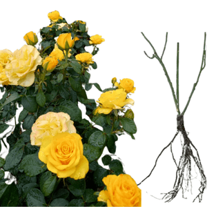 Casa si Gradina - Gradinarit si plante - Plante si ghivece - Infinity.ro