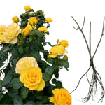 Casa si Gradina - Gradinarit si plante - Plante si ghivece - Bulbi, seminte si rasaduri - Trandafiri Kerio, radacina nuda - Infinity.ro